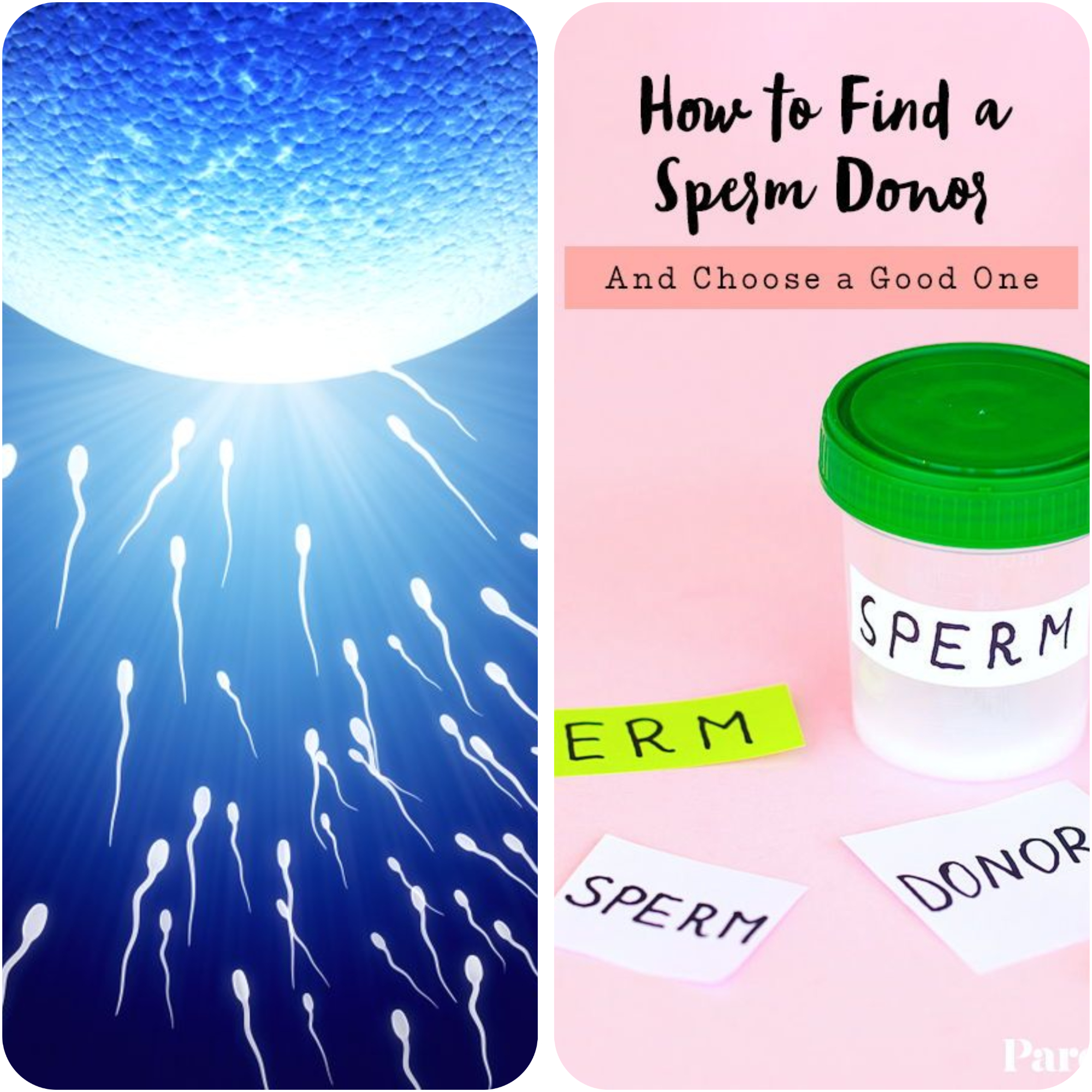 Sperm Donor 